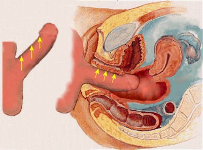clitoris clitoris